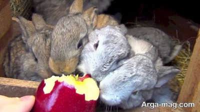 سیب غذای خرگوش