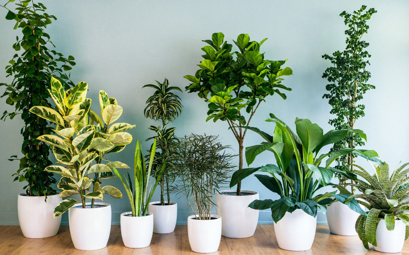 خرید گل و گیاه، درهنگام خرید گیاهان آپارتمانی به چه نکاتی توجه کنیم؟
