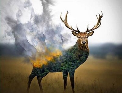 زیست‌‌بوم در آتش / نگاهی به آثار هنری مرتبط با آتش‌سوزی جنگل‌های زاگرس