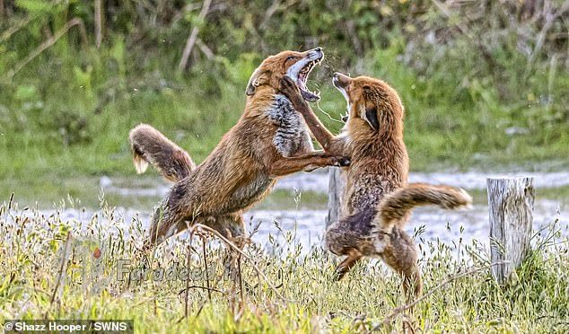 لحظاتی شگفت انگیز از دعوای ناگهانی دو روباه‌! + عکس