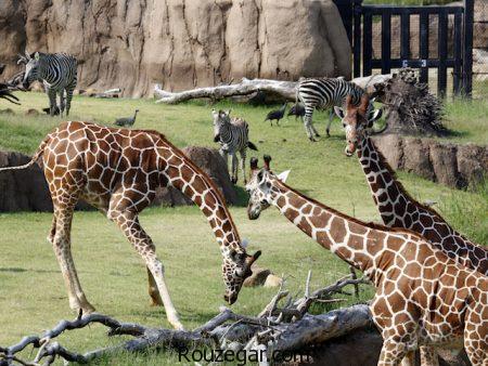  عکس باغ وحش،  عجیب ترین باغ وحش های دنیا