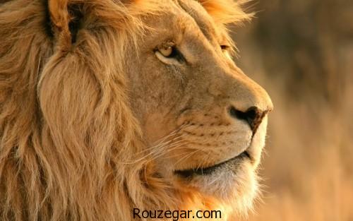چرا ببر سلطان جنگل نیست,دلایل سلطان بودن شیر,متن زیبا در مورد شیر سلطان جنگل