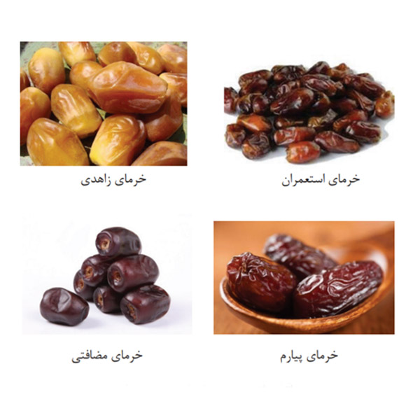 گونه های مهم خرما در ایران