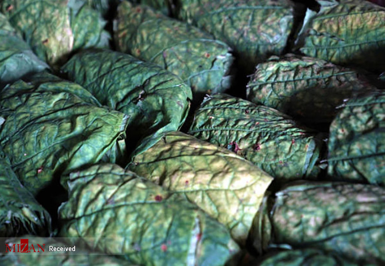 مزارع کاشت تنباکو در اندونزی + عکس
