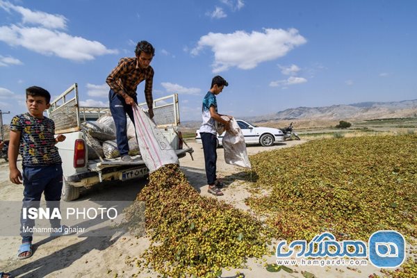 برداشت پسته وحشی در استان گلستان + عکسها