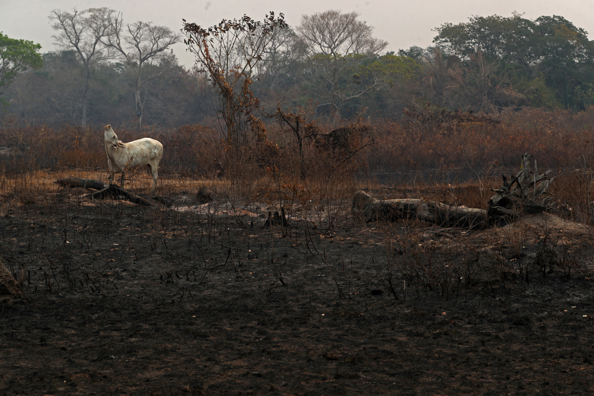سوختن حیوانات در آتش سوزی بزرگترین تالاب جهان + عکس