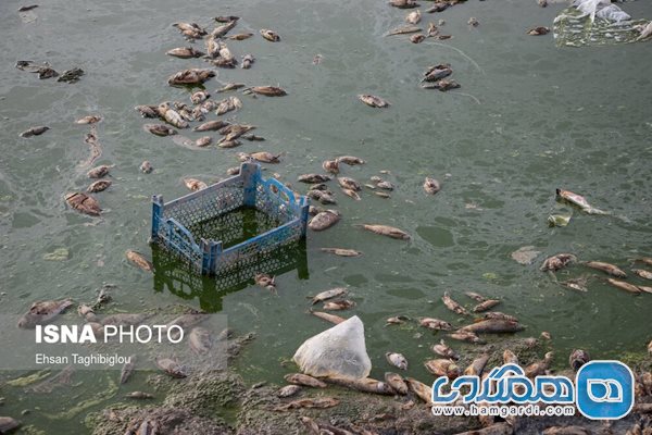 فاجعه بزرگ زیست محیطی در سد «سهرین» + تصاویر