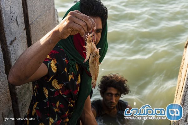 برداشت میگوی پرورشی در بوشهر + عکسها