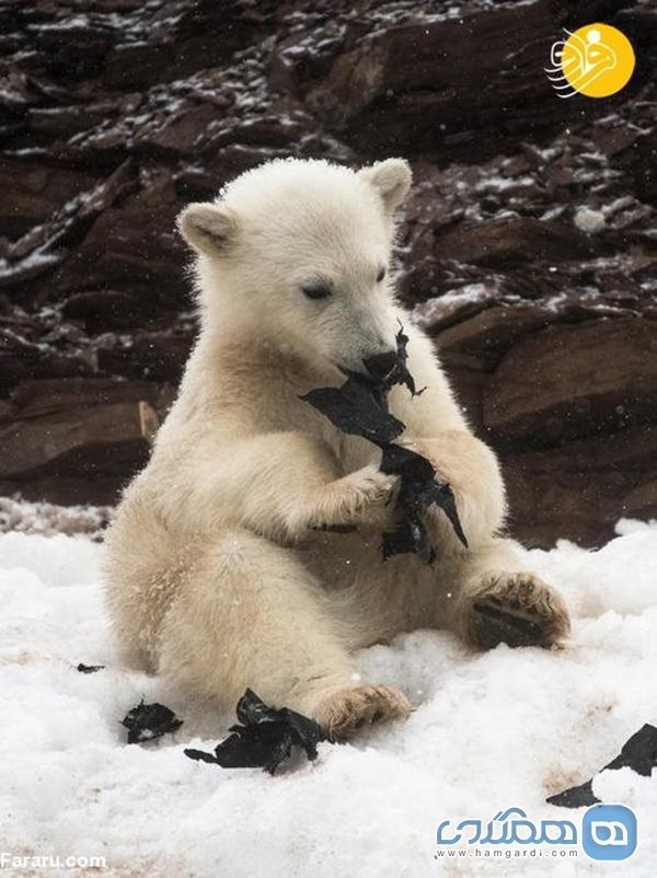 بچه های خرس قطبی در حال خوردن کیسه زباله! + عکسها