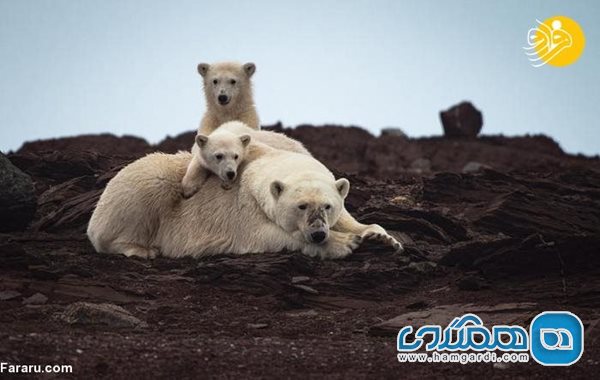 بچه های خرس قطبی در حال خوردن کیسه زباله! + عکسها