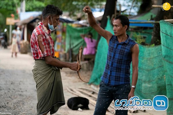 کرونا در میانمار؛ مردم مار و موش خوار شدند + عکسها