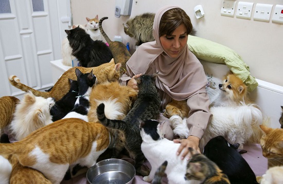ساکن مسقط عمان با ۴۸۰ گربه + عکس