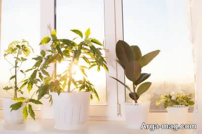 خصوصیات نور گیاهان آپارتمانی