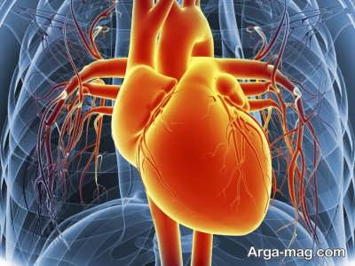 خصوصیات آناتومی قلب
