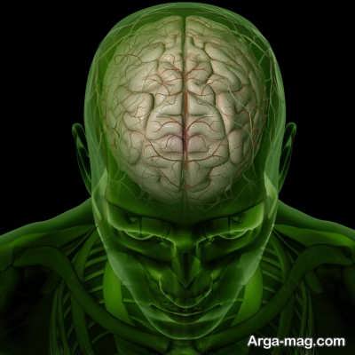 پیچیدگی آناتومی مغز انسان