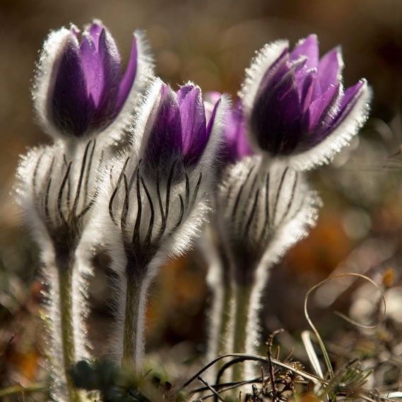 رویش گل های بهاری در کوه کریمه + عکس