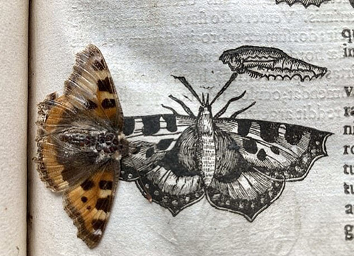 کشف یک پروانه ۴۰۰ساله در میان کتابی قدیمی + عکس