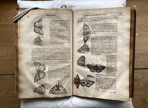 کشف یک پروانه ۴۰۰ساله در میان کتابی قدیمی + عکس