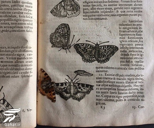 کشف پروانه ای به قدمت ۴۰۰ سال / عکس, جدید 1400 -گهر