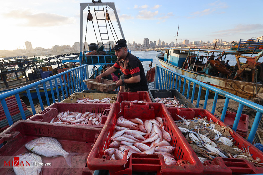 بازگشت ماهیگیران غزه به دریا + عکس