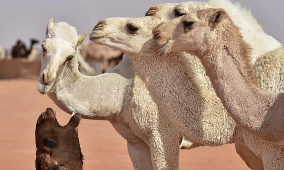 در یک مسابقه محبوب زیبایی شترها در عربستان سعودی، بیش از 43 شتر به خاطر تزریق بوتاکس و دیگر انواع تقلب، از دور مسابقات حذف شده اند.