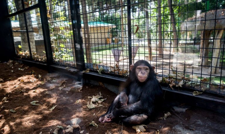 باران شامپانزه ایرانی که تیر ماه امسال از باغ وحش ارم  به پناهگاه شامپانزه های کنیا منتقل شده بود در درگیری با دیگر شامپانزه ها کشته شد.