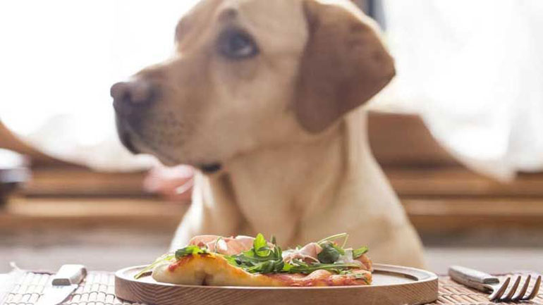 غذای بالانس شده خانگی برای سگ