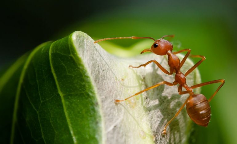 با این ۱۲ حرکت جالب و عجیب مورچه‌ها آشنا شوید! – قسمت دوم