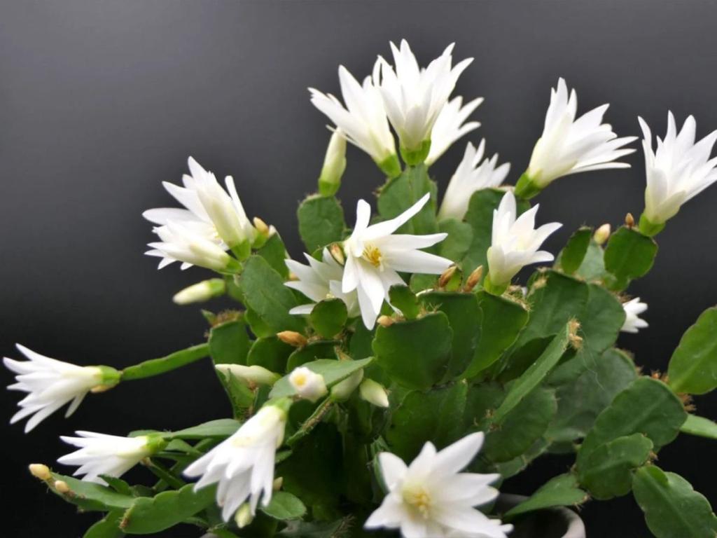 انواع کاکتوس گلدار:کاکتوس عید پاک(Easter Cactus)