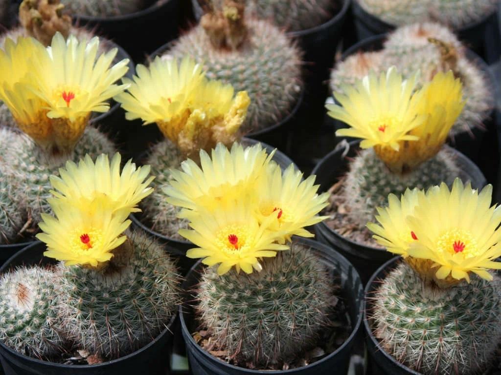 انواع کاکتوس گلدار:کاکتوس پارودیا (Parodia Cactus)