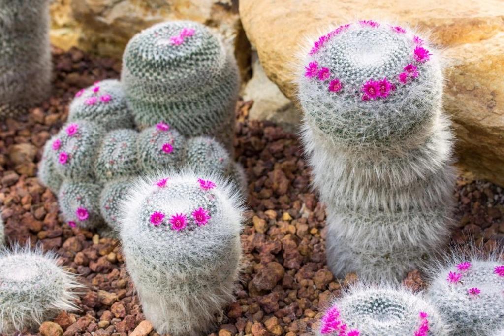 انواع کاکتوس گلدار:کاکتوس پینکوشن خاردار (Spiny Pincushion Cactus)