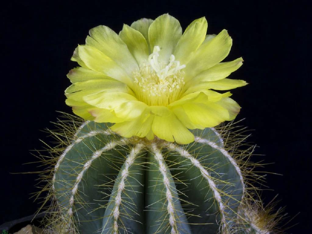 انواع کاکتوس گلدار:کاکتوس بادکنکی (Balloon Cactus)