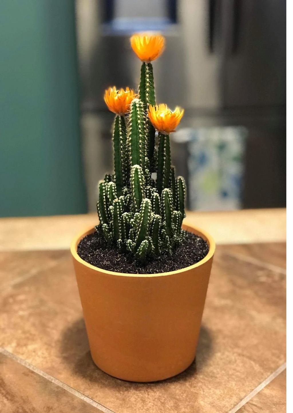 انواع کاکتوس گلدار:  کاکتوس قلعه پری(Fairy Castle Cactus)