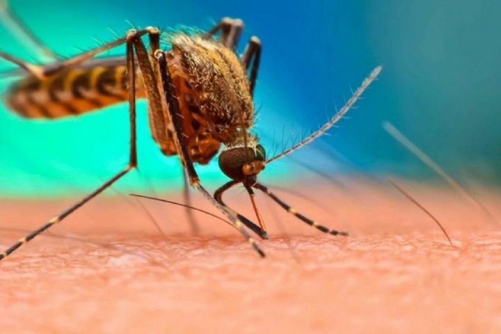 «مالاریا» چه افرادی را بیشتر تهدید می‌کند؟