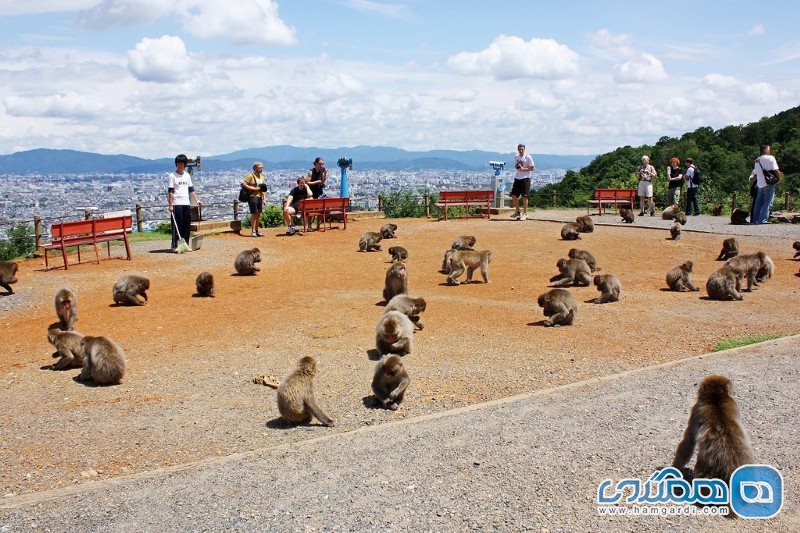 کارهای قابل انجام در شهر کیوتوی ژاپن : پارک میمون ایواتایاما Iwatayama Monkey Park