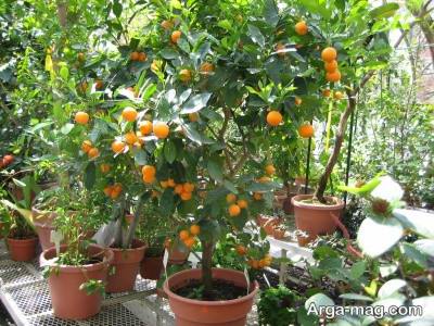 راهنکاس پرورش و کاشت درخت نارنگی