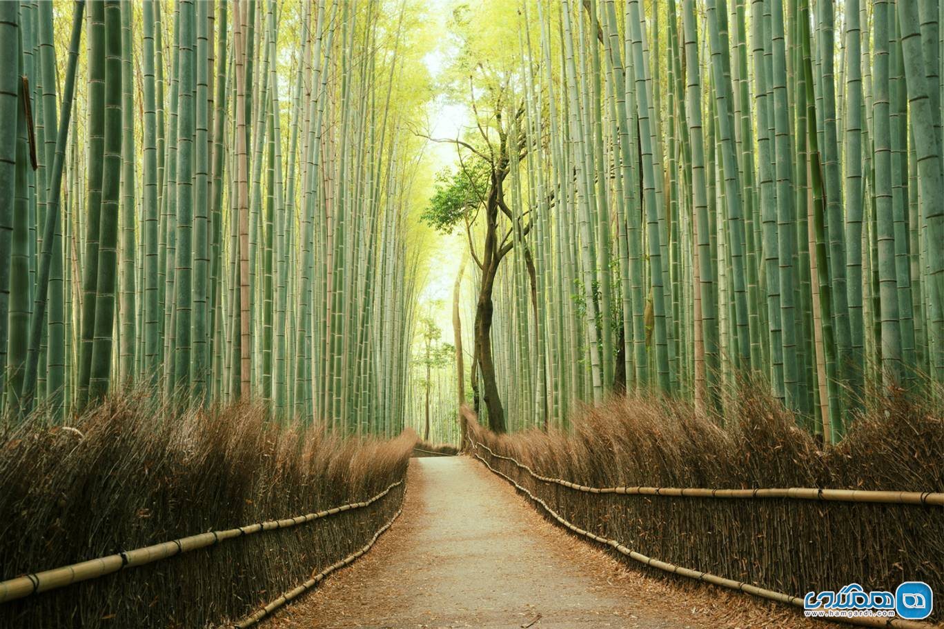 جنگل بامبو در ژاپن 2