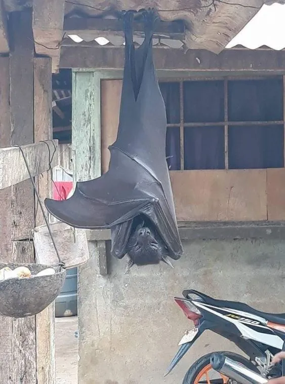این خفاش‌ها اندازه انسان هستند!