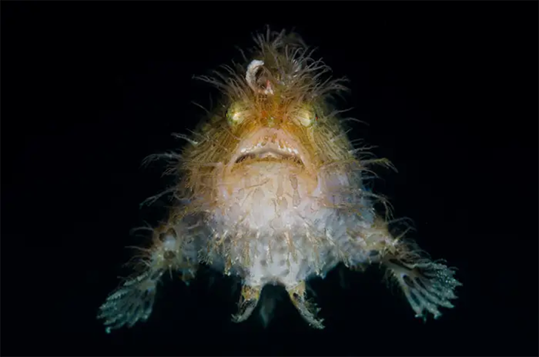 موجودات دریایی با چهره‌های ترسناک + تصاویر