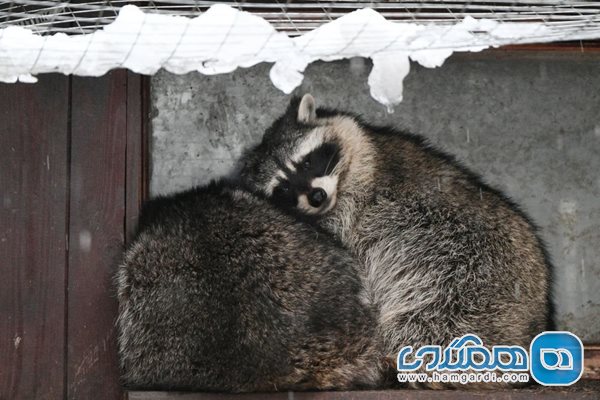 حیوانات در هوای برفی باغ وحش + عکسها