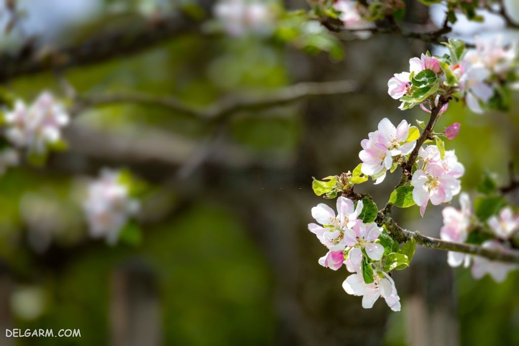 عکس شکوفه های درخت گلابی
