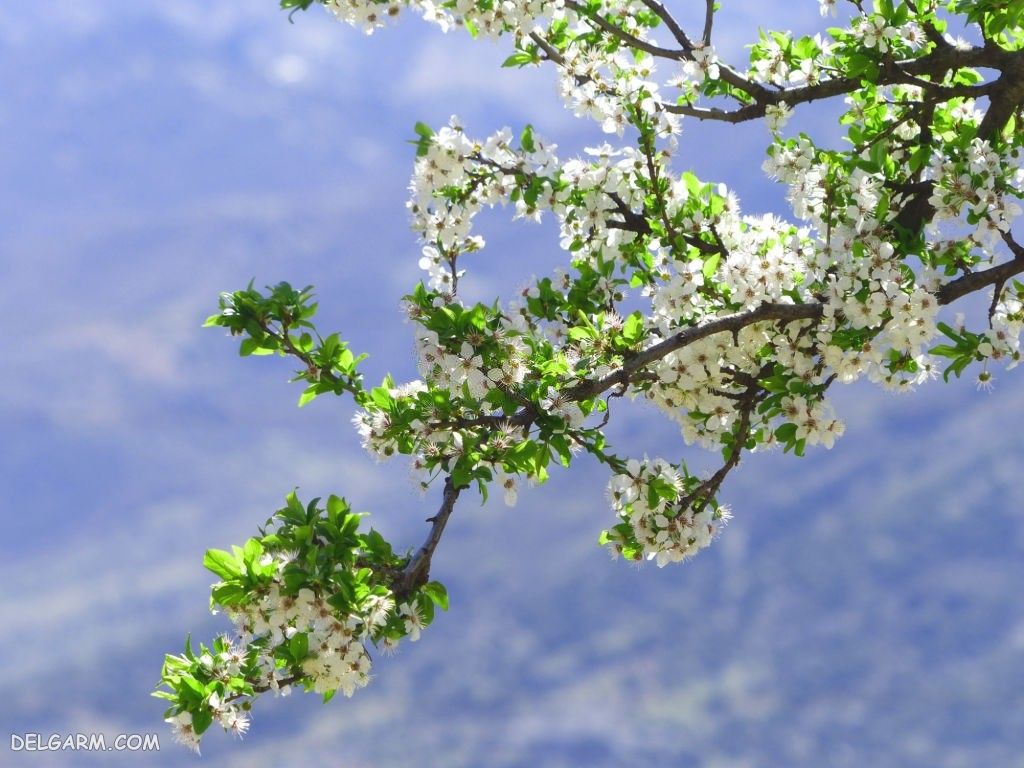 عکس شکوفه های درخت گلابی