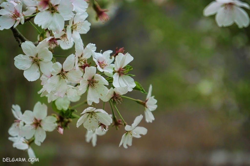 عکس شکوفه گلابی بهاری