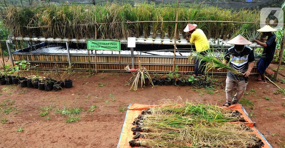 تولید برنج به روش مدرن در اندونزی + عکس