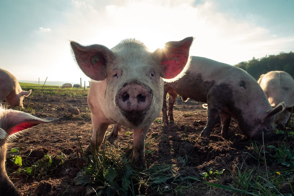هواوی در نتیجه کاهش فروش گوشی های هوشمند خود به دلیل تحریم های ایالات متحده، برای جبران کاهش درآمد، به صنعت پرورش خوک روی آورده است.