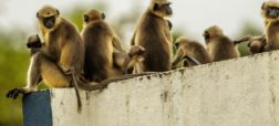 انتقام گیری میمون ها از سگ ها با کشتن ۲۵۰ توله در هند