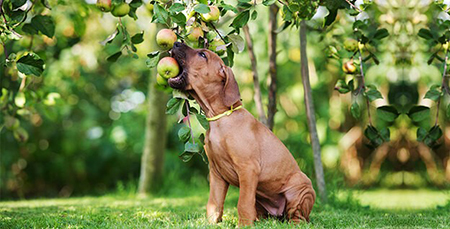 میوه های مناسب برای سگ ها, سگ ها چه میوه هایی بخورند, سگ ها چه میوه هایی بخورند