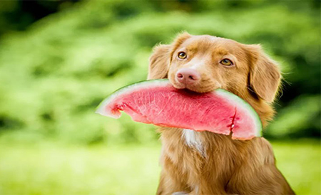 سگ ها چه میوه هایی بخورند, سگ ها چه میوه هایی بخورند, انواع سبزیجات و میوه های مناسب برای سگ ها