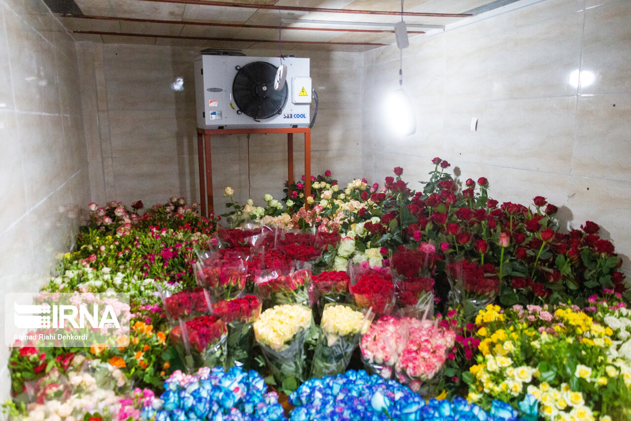 گلخانه هوشمند تولید گل رز شاخه بریده + عکس