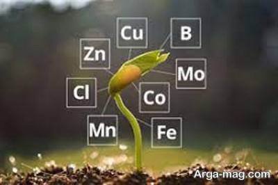 مهمترین تاثیر عناصر بر گیاه 